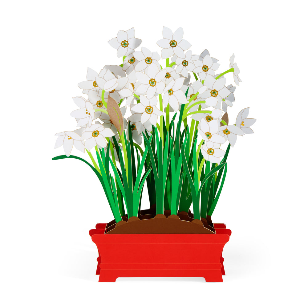 Festive Paperwhites Holiday Pop-Up Cards – Set of 8