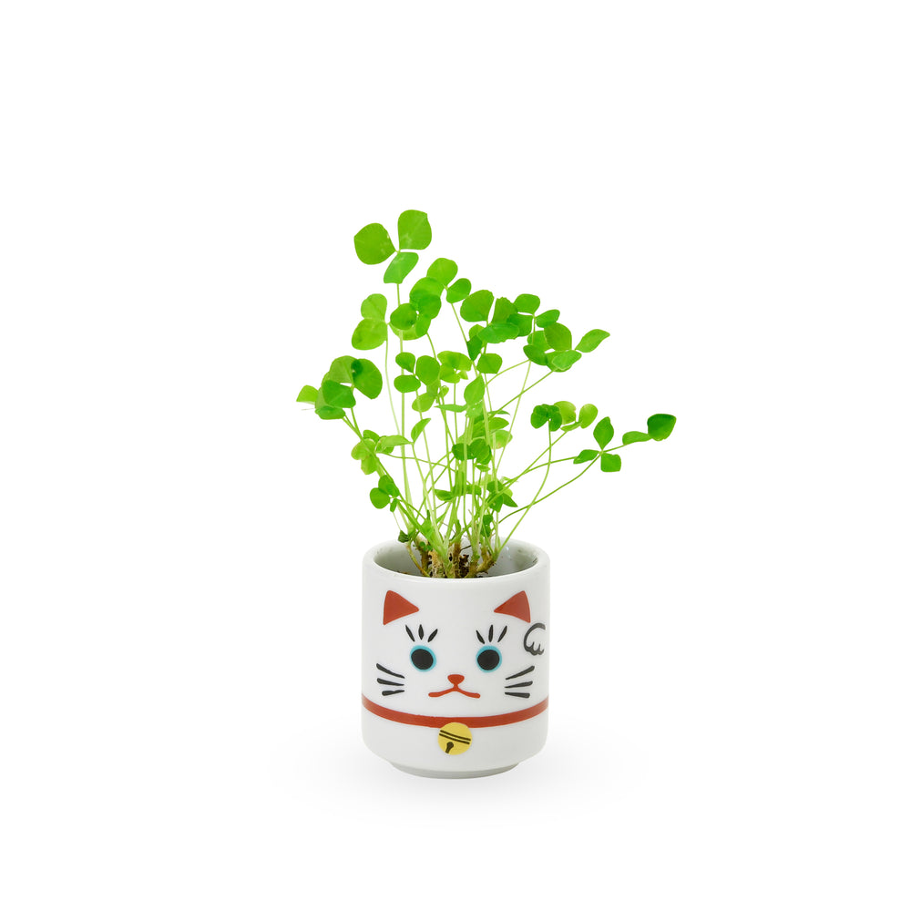Lucky Mini Planter Kit – Cat / Clover
