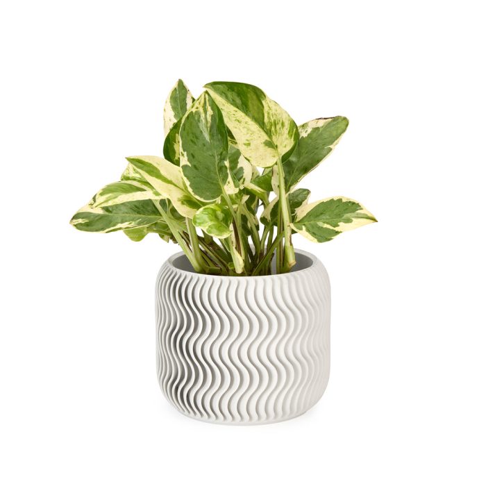 Wavy Pine 3D-Printed Planter – White