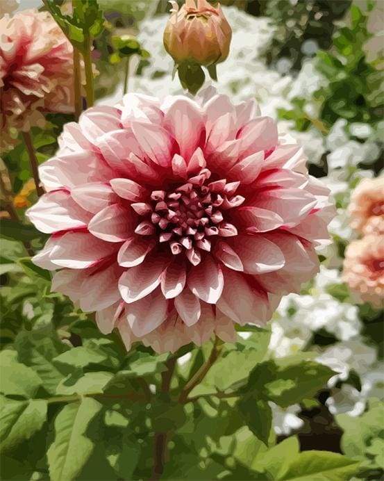 Dahlia Flower