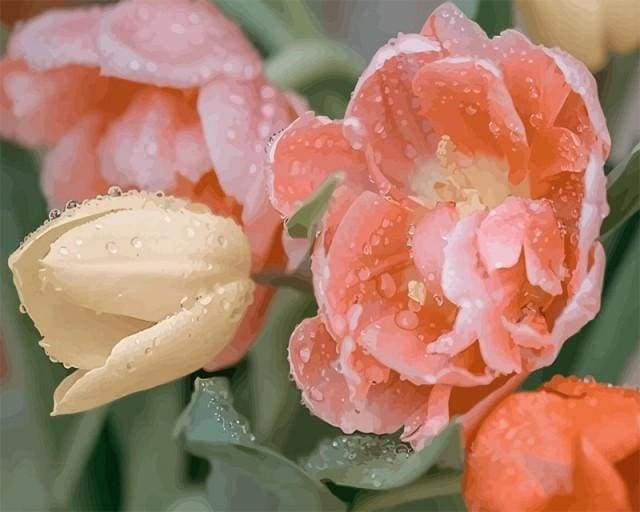 Dewdrops Tulip