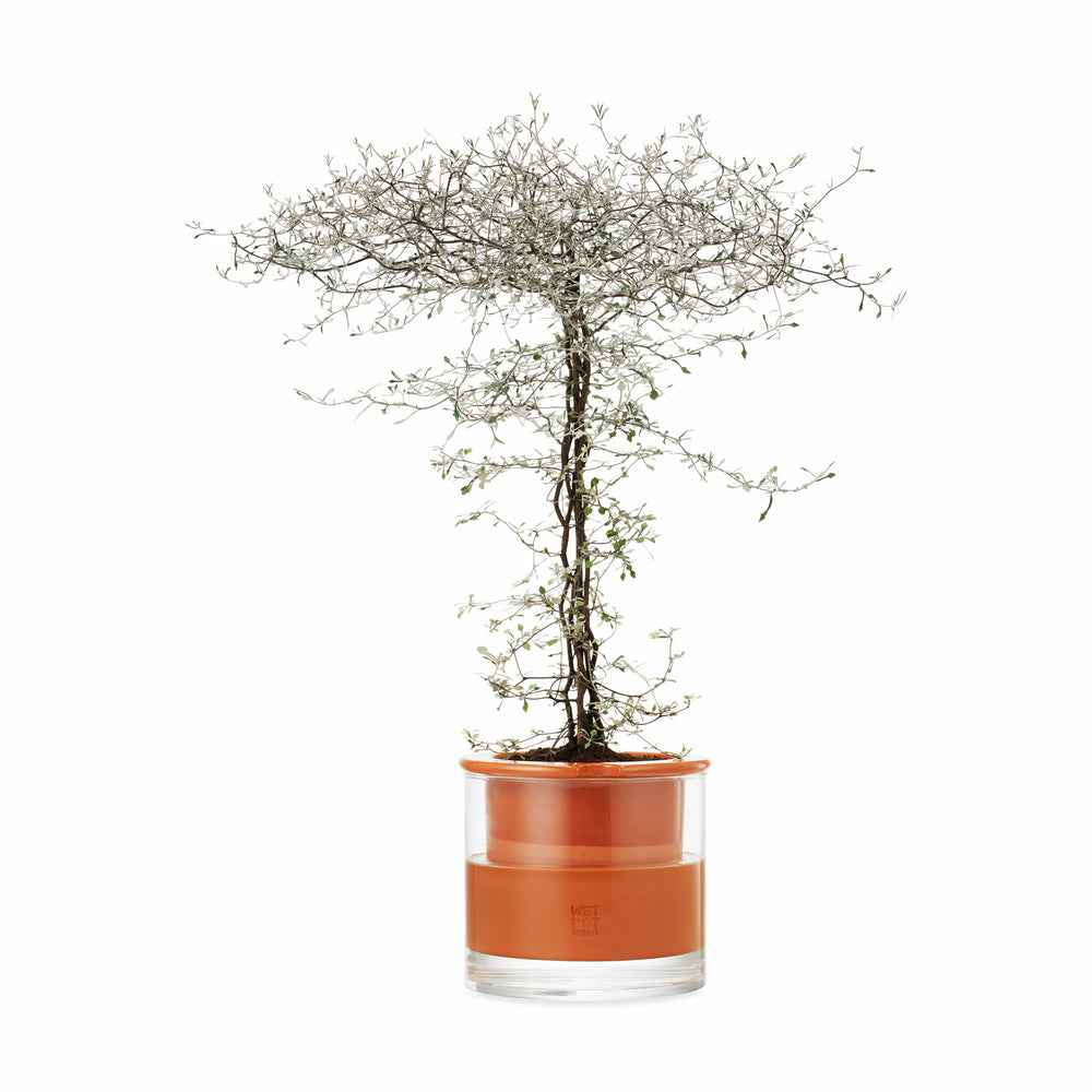 Self-Watering Wet Pots – Medium