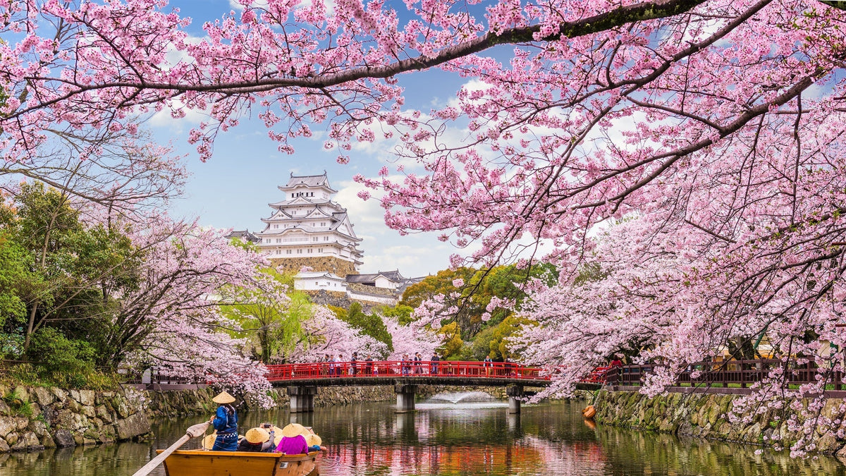 Japanese Cherry Blossom on a River