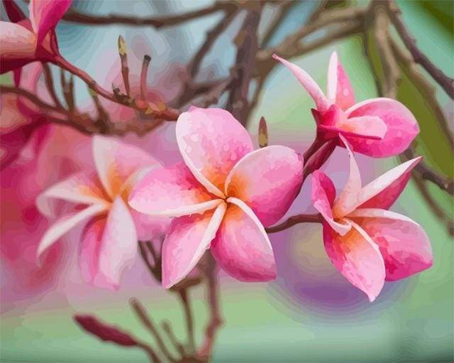 Plumeria Flower