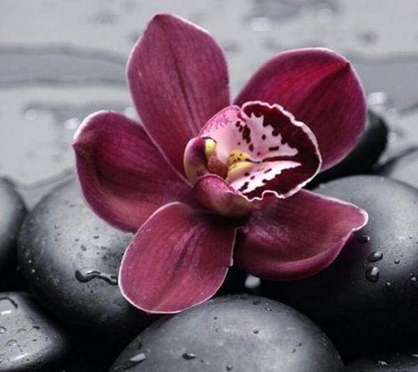 Stone Flower